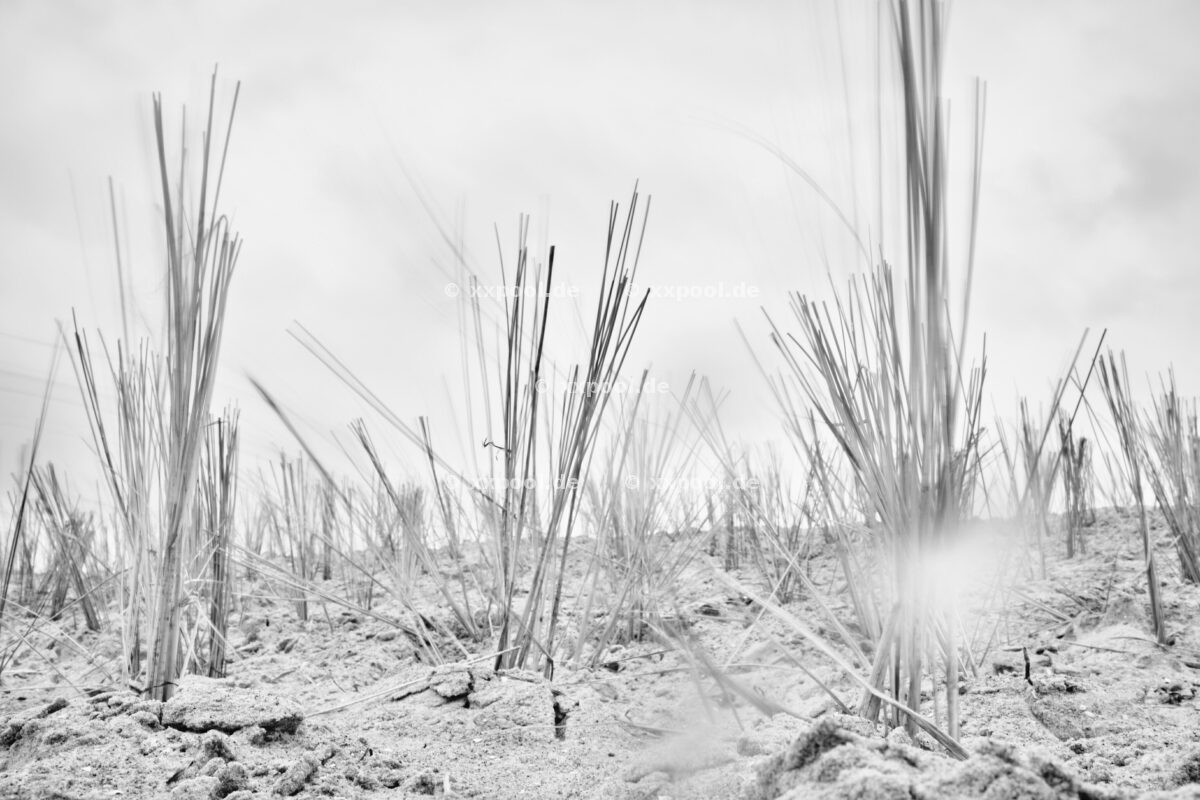 Erneuerung einer Düne