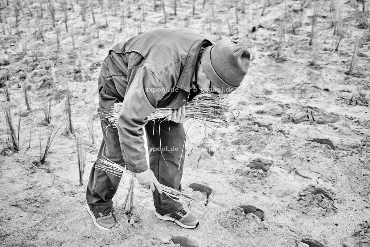 Erneuerung einer Düne