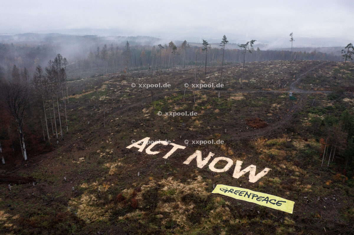 Greenpeace action on forestry