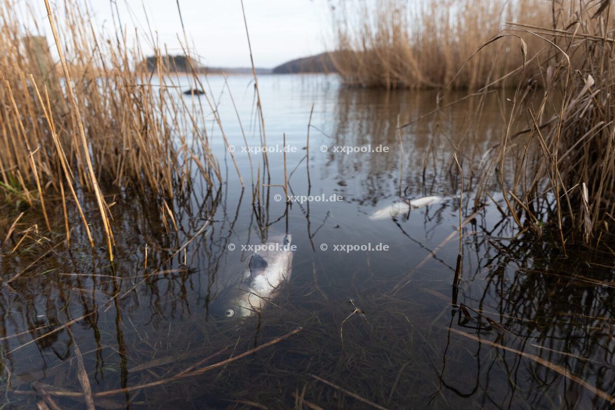 Fish mortality on Rügen January 2022