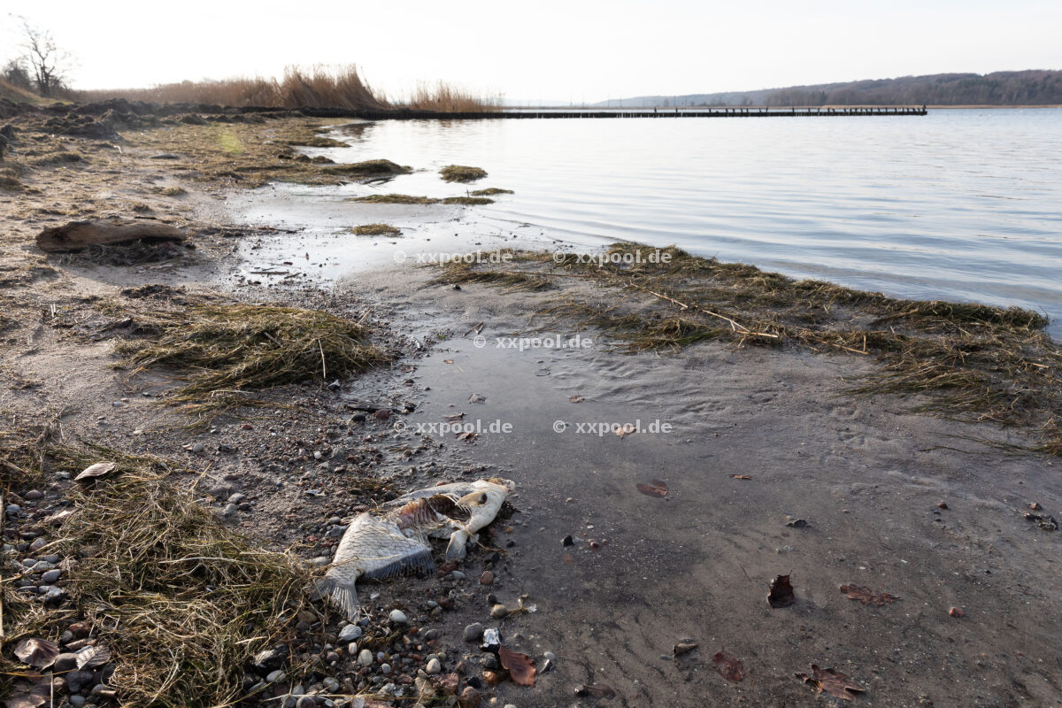 Fish mortality on Rügen January 2022