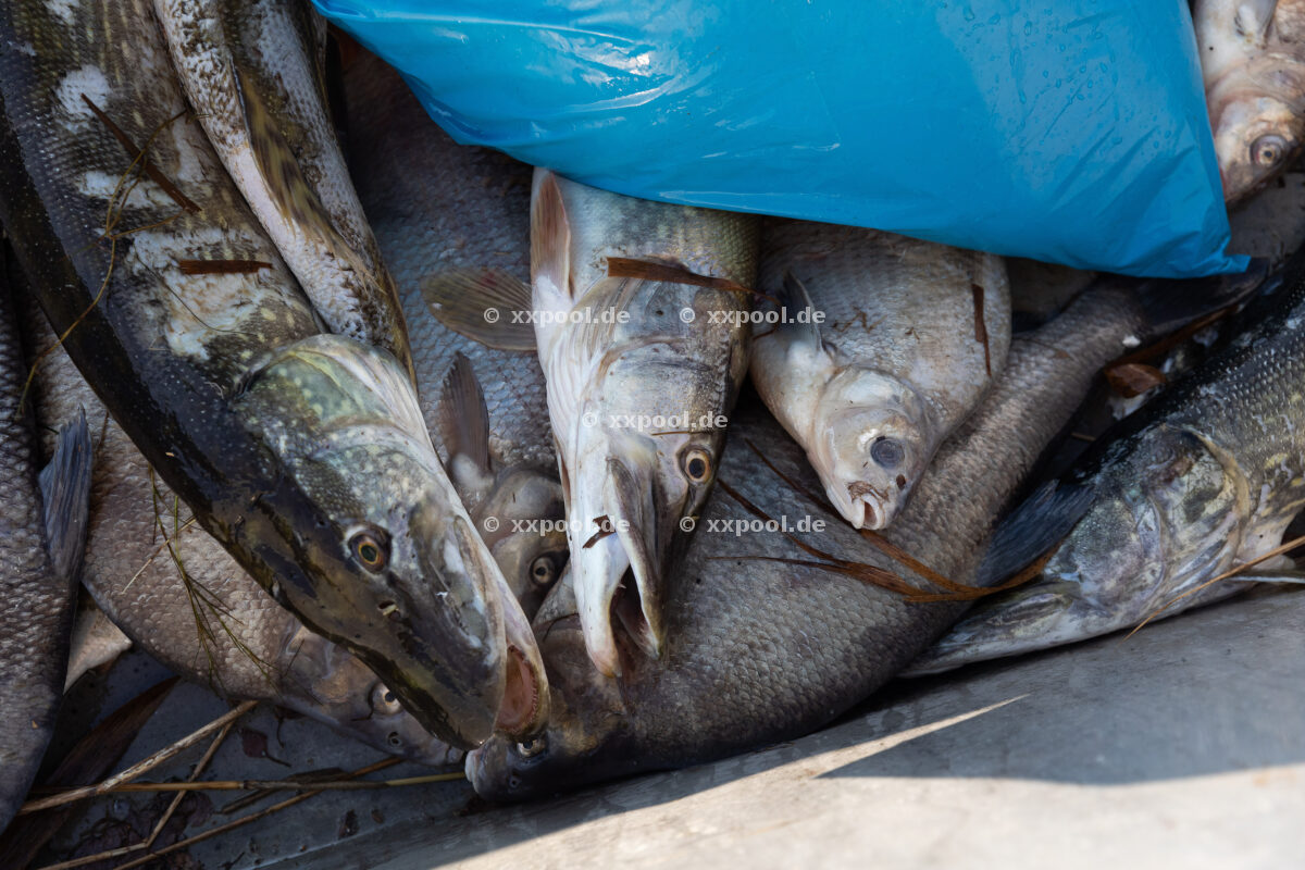 Fish mortality on Rügen January 2022