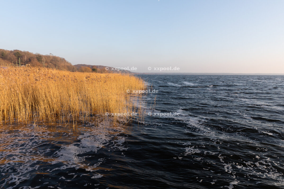 Fish mortality on Rügen January 2022