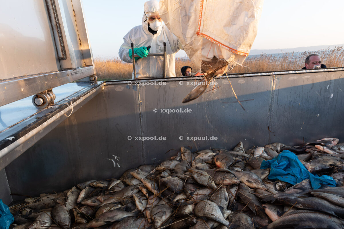 Fish mortality on Rügen January 2022